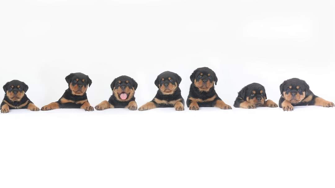 De puppy's